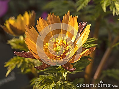 Newly opening flower of Adonis amurensis Beni Nadeshiko Stock Photo