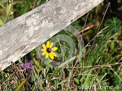 Bright yellow flower in field under rustic wooden fence rail Stock Photo