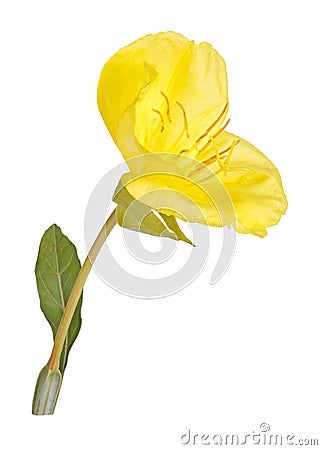 Bright yellow flower and leaf of the Missouri evening primrose i Stock Photo