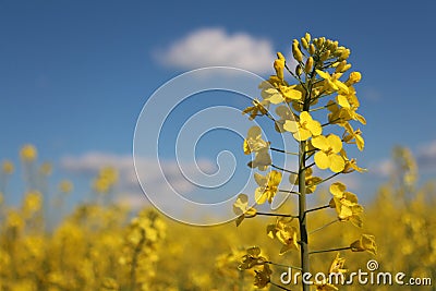 Bright yellow flowers on blue background Stock Photo