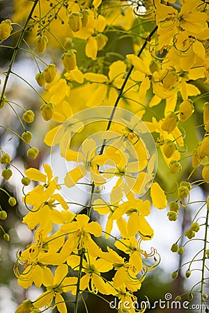 Bright yellow flowers of Cassia fistulaGolden Shower tree in bloom Stock Photo