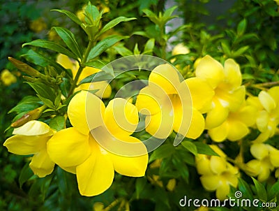 Bright yellow flowers Cartoon Illustration