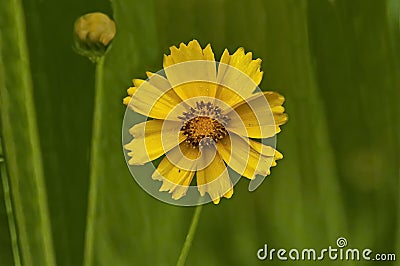 Bright yellow flowers of Lance-leaf Coreopsis lanceolata in natural environment Stock Photo