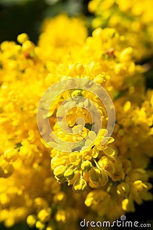 Bright yellow flowers of Mahonia aquifolium. Stock Photo