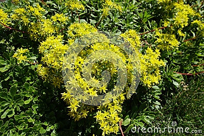 Bright flowers of Sedum kamtschaticum Stock Photo