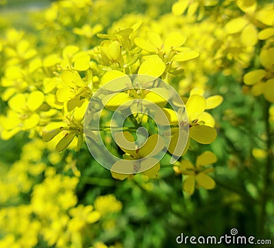 Field in yellow blossom Stock Photo