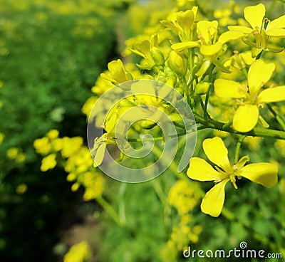 Yellow raceme Stock Photo