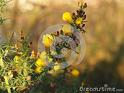 Yellow flowers on a gorse bush Stock Photo