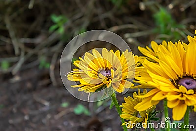 Bright yellow gloriosa daisy with a purple center Stock Photo