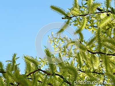 bright yellow green willow tree branches in the spring with fuzzy long flowers. soft background Stock Photo