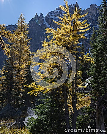 Bright yellow larch trees with snow-capped mountains in the background in Lake O'Hara, Yoho national Park, Canadian Rockies. Stock Photo