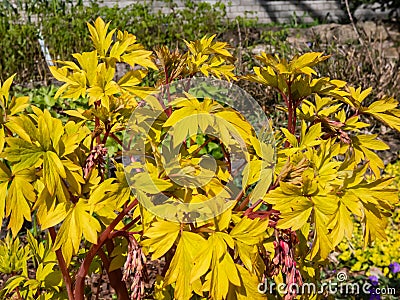 Bright yellow leaves of the bleeding heart plant cultivar Dicentra spectabilis `Gold Hearts`. Gold leaves and peach-colored Stock Photo