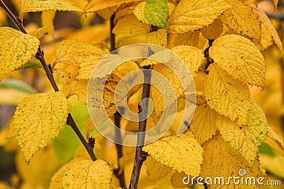Bright, yellow leaves cherry Prunus tomentosa on the branches. Autumn Background. Leaves closeup. Stock Photo