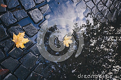 Bright yellow leaves in puddle on ground Stock Photo