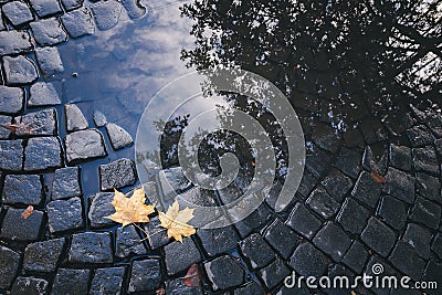 Bright yellow leaves in puddle on ground Stock Photo