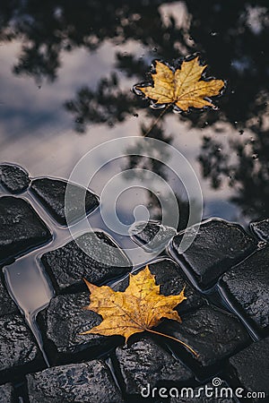 Bright yellow leaves in puddle on ground Stock Photo