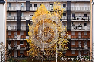 Bright yellow leaves on white birch trees. open corridors of condominium Stock Photo