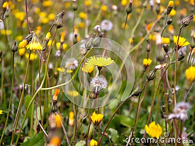 Leontodon saxatilis wildflower on green lawn Stock Photo
