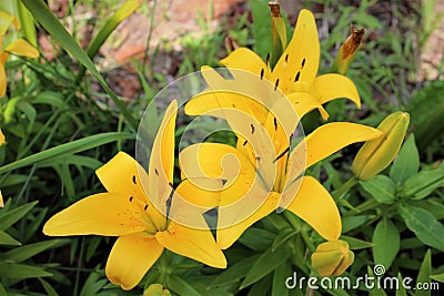 Bright Yellow Lilies Surrounded by Greenery Stock Photo