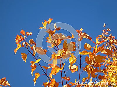Bright yellow maple leaves (Tatar maple) Stock Photo
