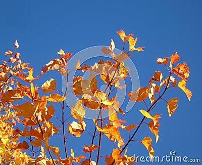 Bright yellow maple leaves (Tatar maple) against the blue sky Stock Photo