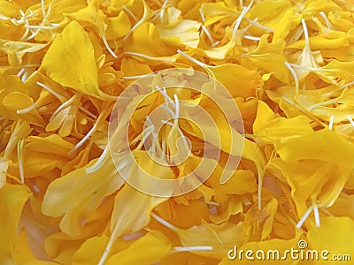 Bright yellow marigold background Stock Photo