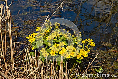 Bright yellow marsh-marigold or kingcup flowers and reed in a ditch Stock Photo
