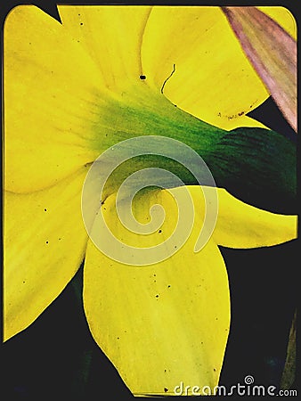 Bright yellow Narcissus Stock Photo