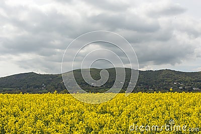 Oil seed rape flowers with the Malvern Hills background Worcestershire. Stock Photo