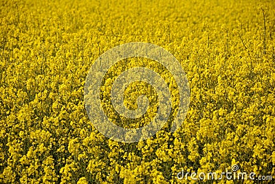 Bright yellow oilseed flowers Stock Photo