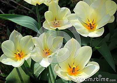 Bright yellow open tulips in the sun. Stock Photo