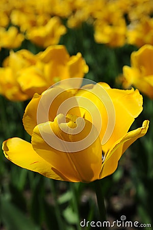A bright yellow, opened, voluminous tulip. Stock Photo