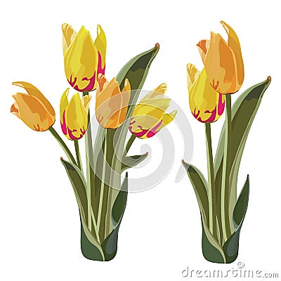 Bright Yellow and Orange Tulip Vector Illustration Vector Illustration