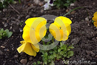 Bright yellow pansy flower Stock Photo