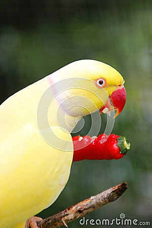 Bright yellow parrot eating red hot chili pepper Stock Photo