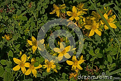 Bright yellow St. John`s wort flowers Stock Photo