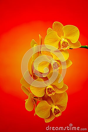 Bright yellow phalaenopsis orchids on colorful abstract background Stock Photo