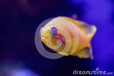 Bright Yellow and Pink Tropical Fish in Aquarium Blue Eyed Anthias Stock Photo