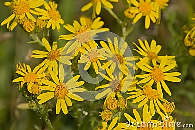 Bright yellow ragwort flowers - Jacobaea vulgaris Stock Photo