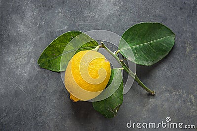 Bright Yellow Ripe Organic Lemon on Branch with Green Leaves on Dark Stone Background. Visible Imperfections. Creative Image Stock Photo