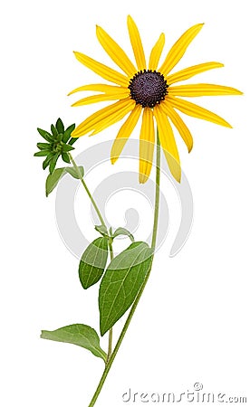 Bright yellow rudbeckia or Black Eyed Susan flowers Stock Photo