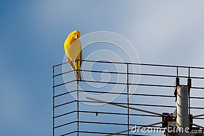 Small, yellow Saffron Finch perched on an antenna looking down in the bright sunlight. Stock Photo