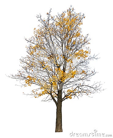 Bright yellow semi bare autumn maple tree Stock Photo