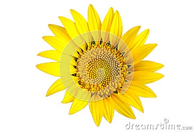 Bright yellow sun flower Stock Photo