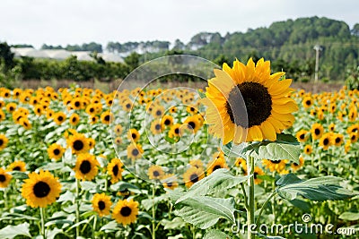 Bright yellow sunflower closeup on a field on a background of gardens and greenhouses. Stock Photo