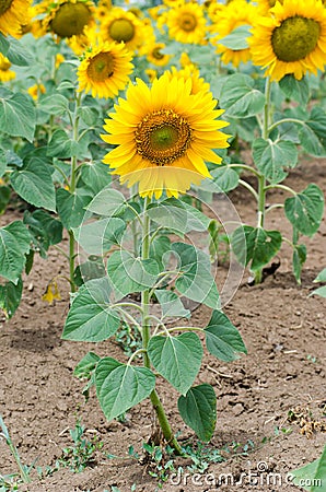 Bright yellow sunflower Stock Photo