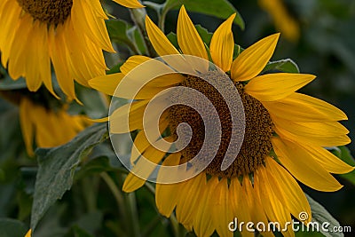 Bright Yellow Sunflower in Field Stock Photo