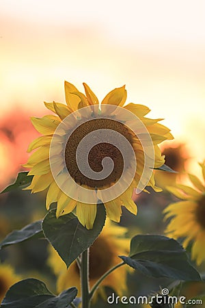 Bright yellow sunflower grows in a field in the village Stock Photo