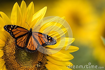 Bright yellow sunflower with Monarch Butterfly and Bumblebee on a sunny summer morning Stock Photo