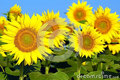Bright yellow sunflowers Stock Photo